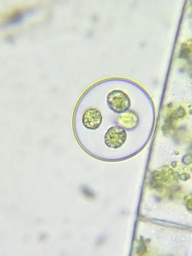Oocystis borgei