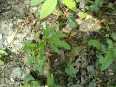 Britton's Coast Violet thumbnail 3