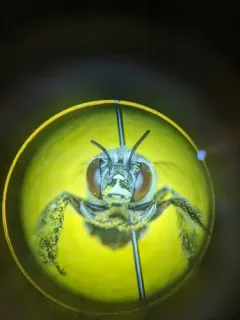 Anthophora albata thumbnail 3