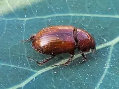 Cryptoscatomaseter criddlei thumbnail 3