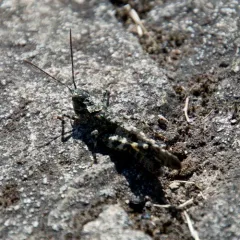 Fontana Grasshopper thumbnail 3
