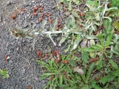 Purple Cudweed thumbnail 2