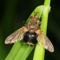 Early Tachinid Fly thumbnail 4