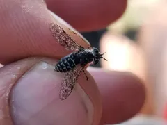 Haematopota americana thumbnail 3
