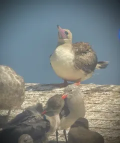 Red-footed Booby thumbnail 2