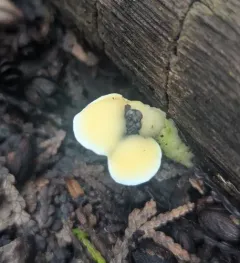 Loweomyces fractipes thumbnail 4
