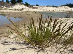 California Bentgrass thumbnail 4