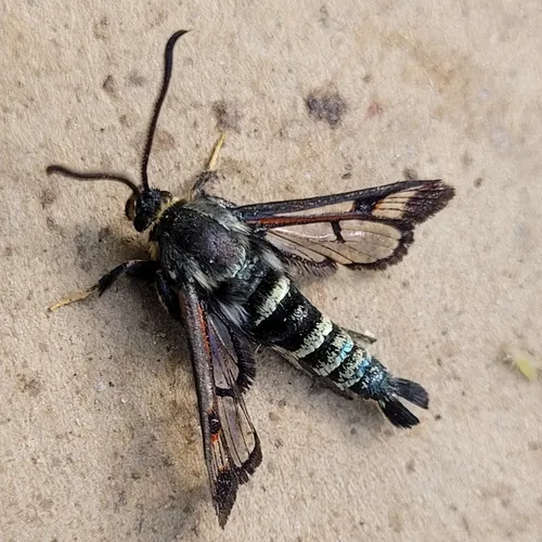 Fireweed Clearwing Moth