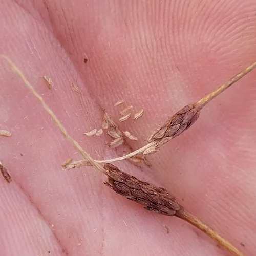Tiny Mousetail