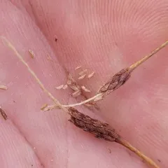 Tiny Mousetail thumbnail 1
