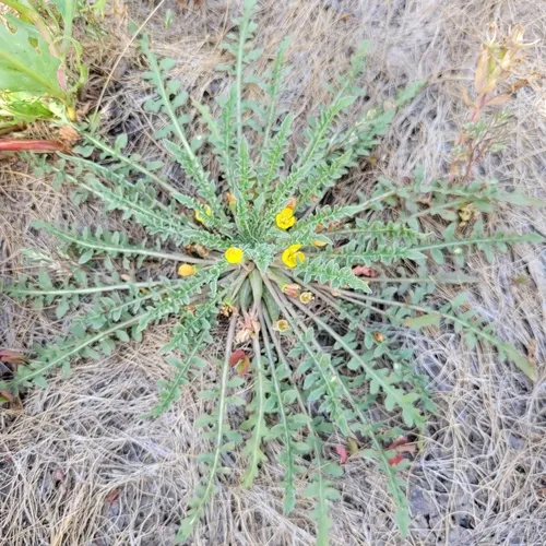 Short-flower Suncup