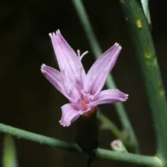 tufted wirelettuce thumbnail 2