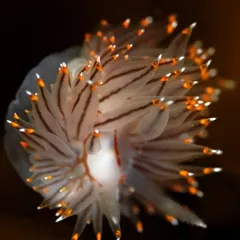 White-and-orange-tipped Nudibranch thumbnail 2