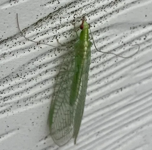 Red-lipped Green Lacewing