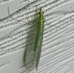 Red-lipped Green Lacewing thumbnail 1