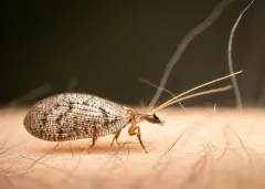 Hemerobius conjunctus thumbnail 3