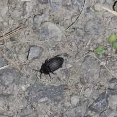 Silpha tristis thumbnail 4