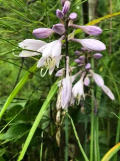 Small-leaved Plantain Lily thumbnail 2