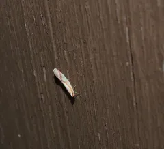 Otiocerus coquebertii thumbnail 4