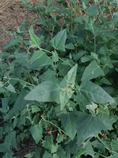 Fremont's goosefoot thumbnail 3