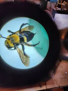 Melecta pacifica thumbnail 2