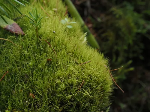 Dicranum fragilifolium