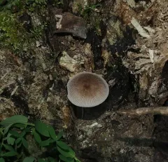 Pleated Pluteus thumbnail 2