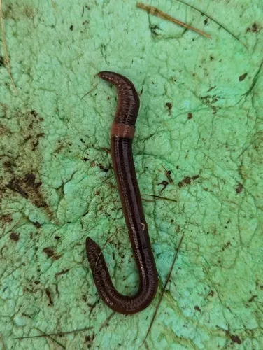 Rustic Jumping Worm