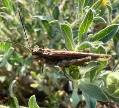 Hayden's Grasshopper thumbnail 3