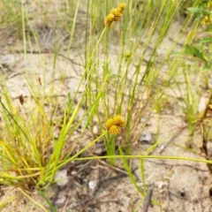 Bebb's Sedge thumbnail 4