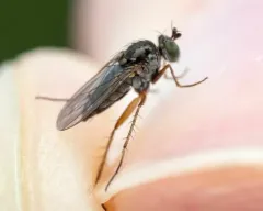 Pelastoneurus vagans thumbnail 1