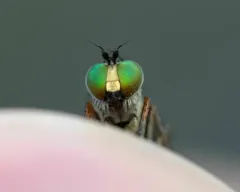 Tachytrechus vorax thumbnail 2
