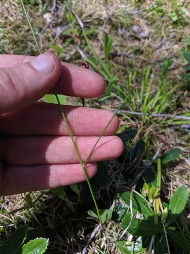 western fescue