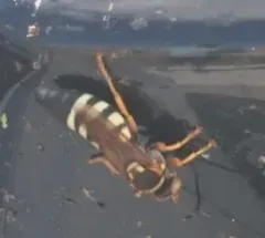 Stizus brevipennis thumbnail 4