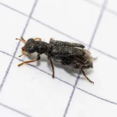 Phyllobaenus scaber thumbnail 1
