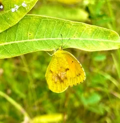 Sleepy Orange thumbnail 2