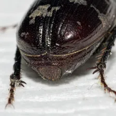 Diplotaxis brevicollis thumbnail 4