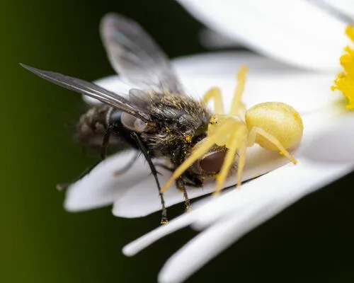 Tufted Clusterfly