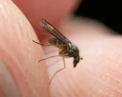 Sympycnus lineatus thumbnail 2