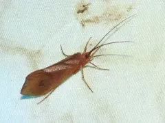 Pycnopsyche antica thumbnail 3