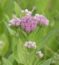 marsh fleabane thumbnail 3