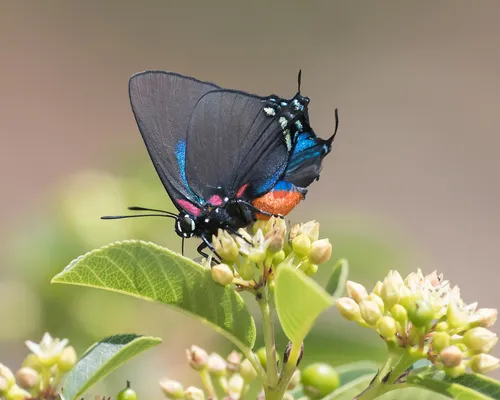 Great Purple Hairstreak
