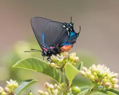 Great Purple Hairstreak thumbnail 1