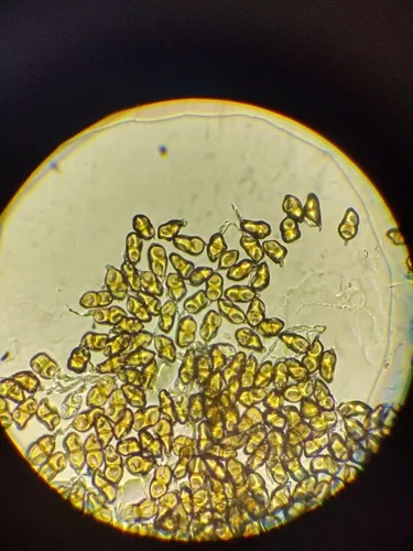 Puccinia asarina
