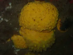 Sphaerotylus capitatus thumbnail 3