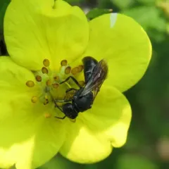 Cinquefoil Masked Bee thumbnail 2