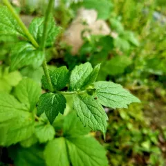 Wood Avens thumbnail 3