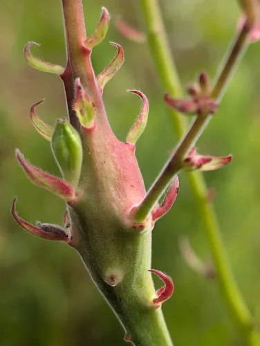 Mompha rufocristatella