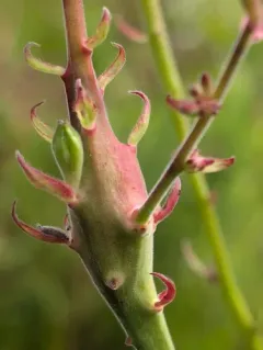 Mompha rufocristatella thumbnail 1