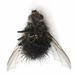 Bombyliomyia soror thumbnail 2